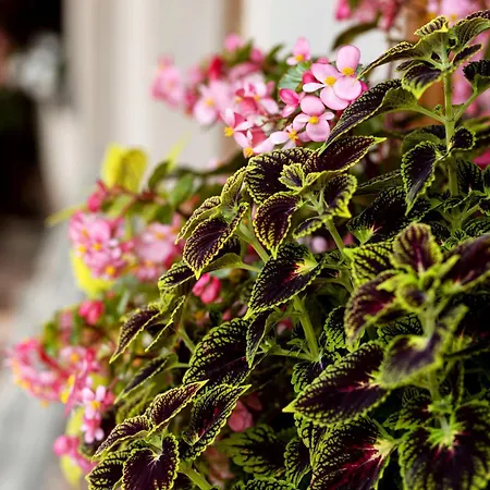 Apartmán Z Tarasem *